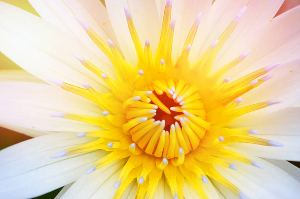 nilüfer su birikintisi içinde çiçek / güzel sarı beyaz çiçek Nilüfer veya beyaz lotus gölet Bahçe yakın çekim - Fotoğraf, Görsel