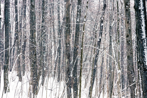 Forest at snowstorm - Foto, afbeelding