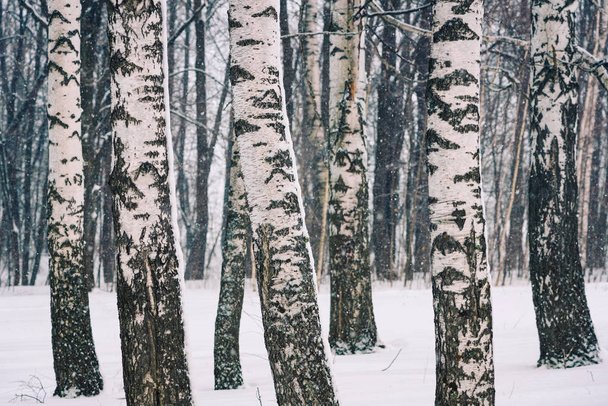 Birch forest at winter - Φωτογραφία, εικόνα