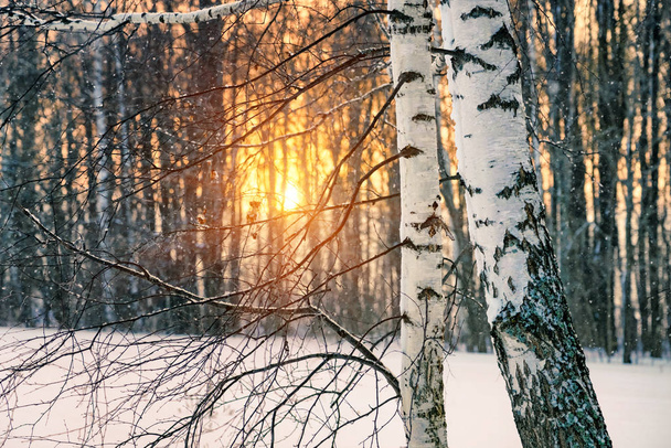 Birch tree at winter sunset - Valokuva, kuva