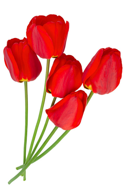 rote Tulpe Nahaufnahme isoliert auf weißem Hintergrund - Foto, Bild
