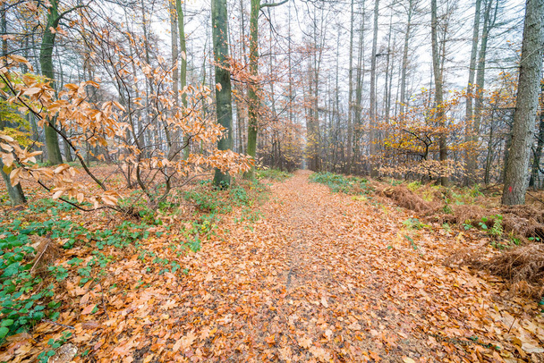 стежка через ліс в період осені, так що по дорозі багато опалого листя
 - Фото, зображення