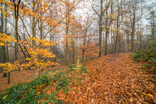 un sentier pédestre à travers la forêt dans la période de l'automne afin qu'il y ait beaucoup de feuilles tombées le long de la route
 - Photo, image