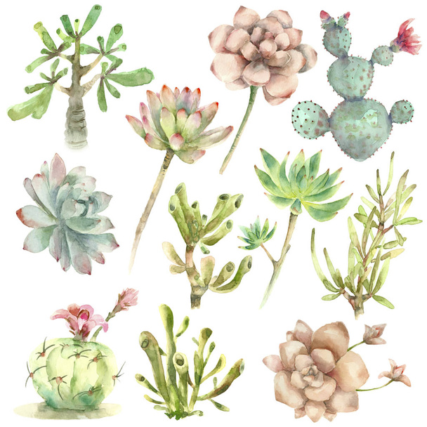succulents in watercolor - Фото, зображення
