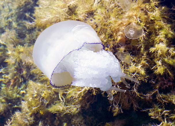 Czarnomorska meduza kornerot lat. Rhizostoma pulmo . Tarhankut. Krym - Zdjęcie, obraz