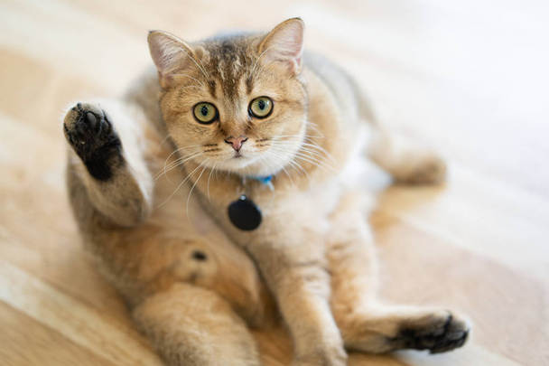 Коричневые кошки счастливо сидят на полу в комнате
. - Фото, изображение