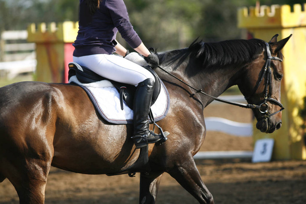Руководитель красивой молодой спортивной лошади во время соревнований на открытом воздухе. Спортивный конь крупным планом на соревнованиях по выездке. Конный спорт
 - Фото, изображение