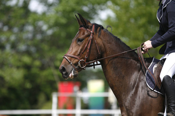 Начальник молодих красивих спортивних коня під час змагань на відкритому повітрі. Спорт кінь крупним планом на виїздки конкуренції. Фон кінного спорту - Фото, зображення