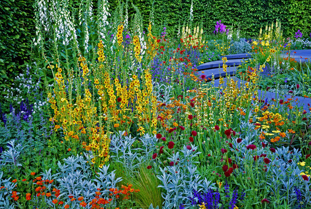 Värikäs kukka yhdistelmiä puutarhassa
  - Valokuva, kuva