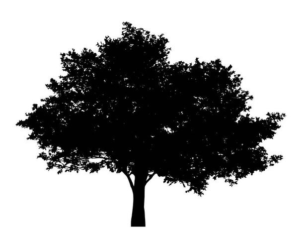 Tree with leaves silhouette isolate on white background vector - Vector, Image