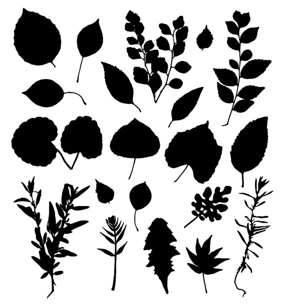 Leaves silhouettes set isolated on white background vector - Vektori, kuva