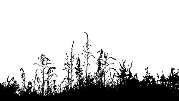 Borde de silueta de hierba aislado en vector de fondo blanco
 - Vector, imagen
