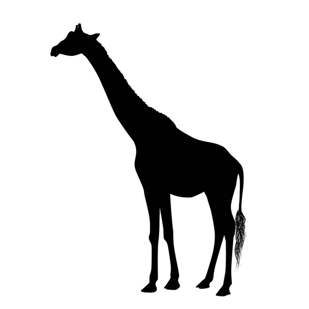 Giraffe silhouette isolated on white background - Vector, Imagen