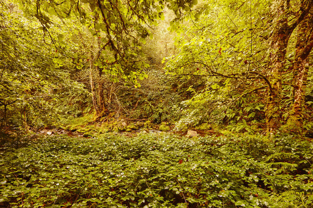 Floresta verde com córrego na reserva da biosfera Muniellos, Astúrias. Espanha
 - Foto, Imagem