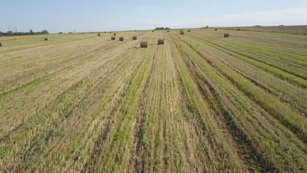 Let nad pšeničným nebo žitným polem se stokovými balíky slámy. Sklizeň zemědělství farma venkovské letecké 4k video pozadí. Koncept výroby chleba - Záběry, video
