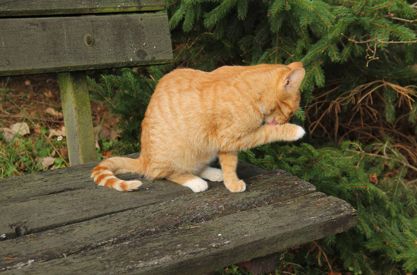 імбирний кошеня сидить на лавці і прибирає себе
 - Фото, зображення