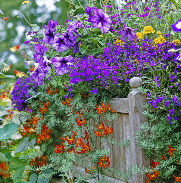 Conteneur en bois planté avec sélection colorée de fleurs
  - Photo, image
