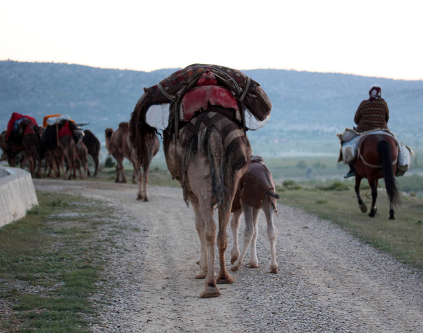 nomád nép, állatok  - Fotó, kép