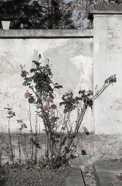 beautiful melancholic desaturated photo of blooming roses growing at the old chipped wall - Photo, Image