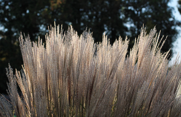 growth of chinese silver grass enlightened with the evening light - Photo, Image
