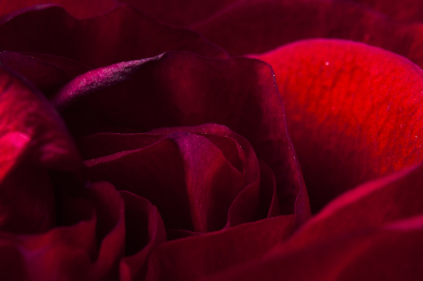 Red rose - 写真・画像