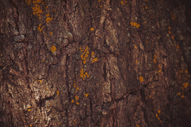 Tree bark. Abstract background for design. Bark closeup. - Fotoğraf, Görsel