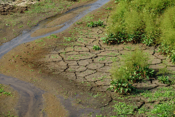 Wasserlauf mit rissiger Erde und neuen Pflanzen - Foto, Bild