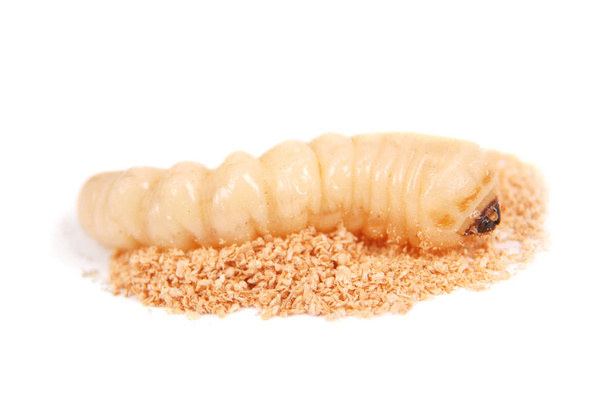 Escarabajo de corteza de larva (Scolytinae). Larva de escarabajos de corteza sin patas aislados sobre fondo blanco
. - Foto, Imagen