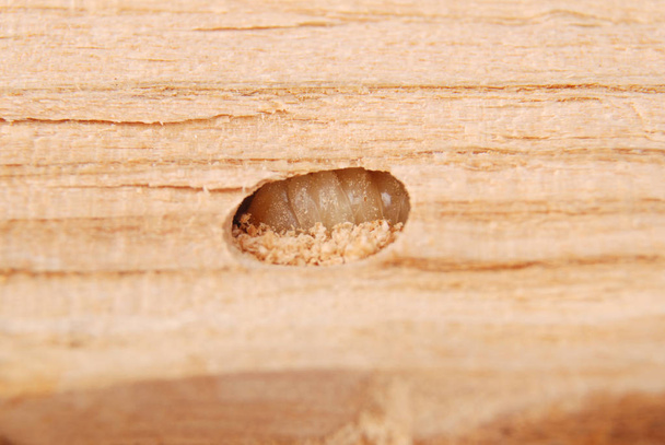 Kora larwa chrząszcza (Scolytinae). Larwa kory chrząszcze kałuży w jego nory na tle drewna. - Zdjęcie, obraz