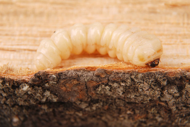 幼虫の吠え声のカブトムシ (過程)。木材の背景にフラフラになった樹皮甲虫の幼虫. - 写真・画像