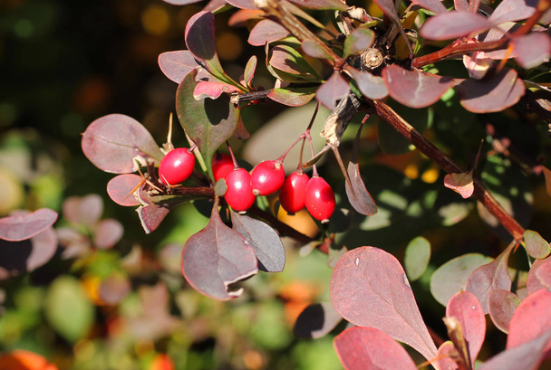 close photo of some red berries of Japanese barberry (Berberis thunbergii) cultivar with purple leaves on the twig in autumn - Photo, Image