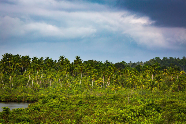 Sri Lanka's jungle in Merisa - Фото, изображение