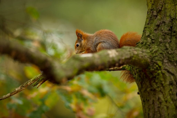 Squirrel. The squirrel was photographed in the Czech Republic. Squirrel is a medium-sized rodent. Inhabiting a wide territory ranging from Western Europe to Eastern Asia. Free nature. Beautiful picture . The wild nature of the Czech Republic. Autumn  - Photo, Image