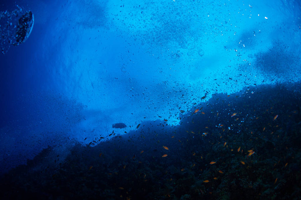 podvodní pohled tropických ryb v modré vody Rudého moře, Šarm al-šajch, egypt - Fotografie, Obrázek