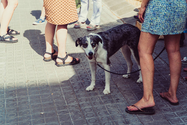 Dog. Dog on a leash and female legs - Фото, зображення