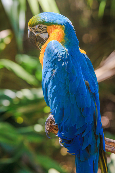 Retrato de loro Ara azul amarillo
 - Foto, imagen