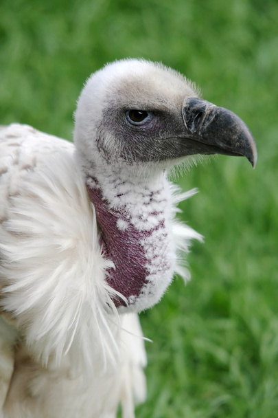 Cape Vulture Portrait - Fotó, kép