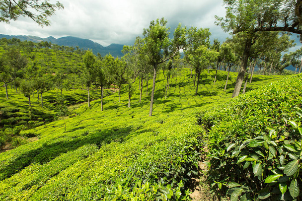 インド、ケララ州の緑美しい茶畑 - 写真・画像