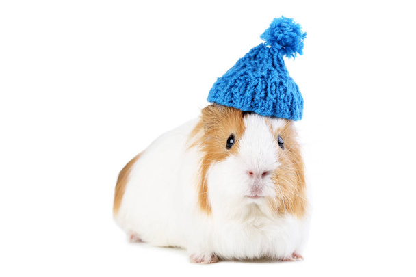 Guinea pig with blue hat isolated on white background - Photo, Image