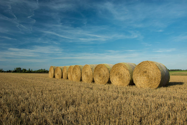 Сено тюки расположены в ряд на поле и голубое небо
 - Фото, изображение