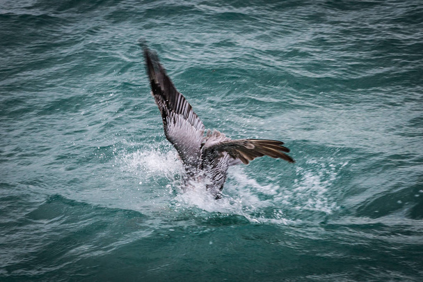 Pelican on pier of island of Cozumel - Foto, immagini