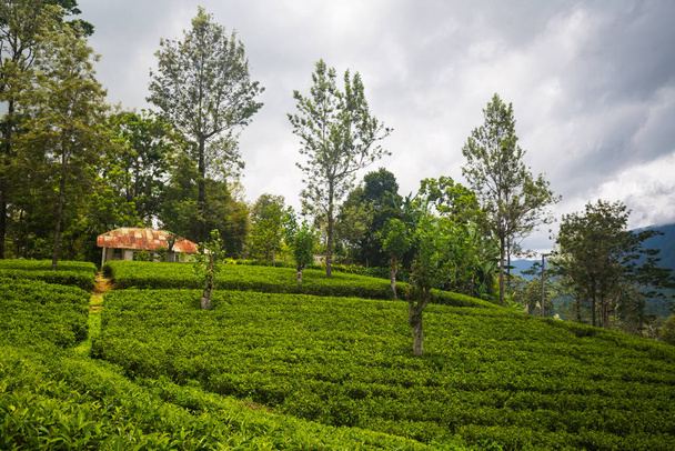 green beautiful tea plantation on Sri Lanka - Foto, Imagem