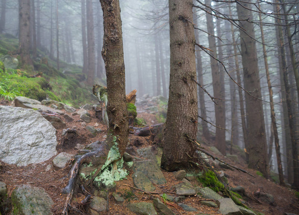 Misty forest in the Ukrainian Carpathians - Fotoğraf, Görsel