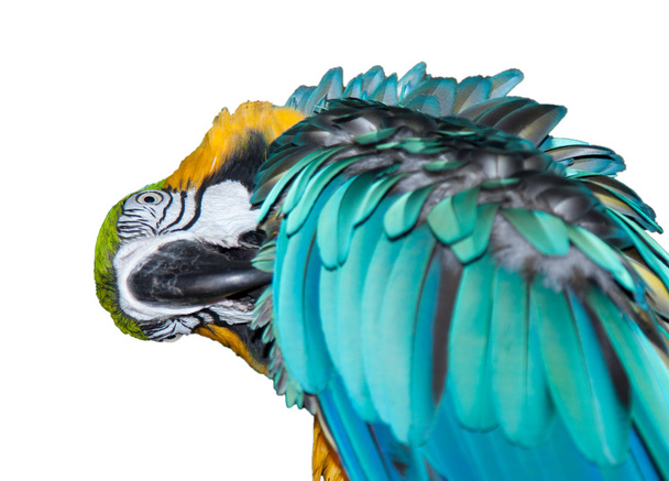 A beautiful blue Macaw - Photo, Image