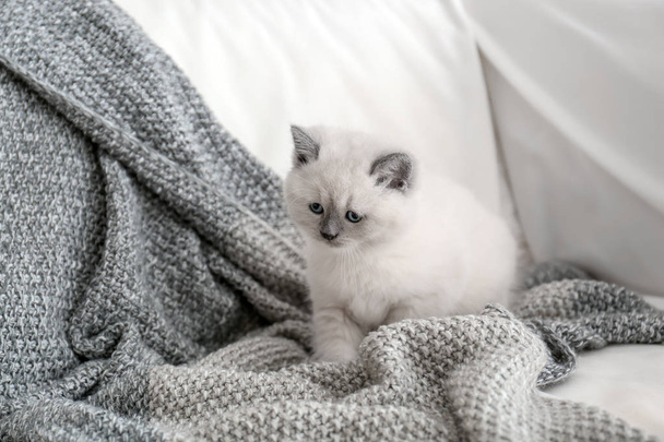 Cute little kitten on sofa at home - Zdjęcie, obraz