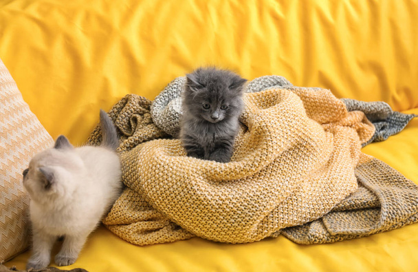 Schattige kleine kittens op de sofa thuis - Foto, afbeelding