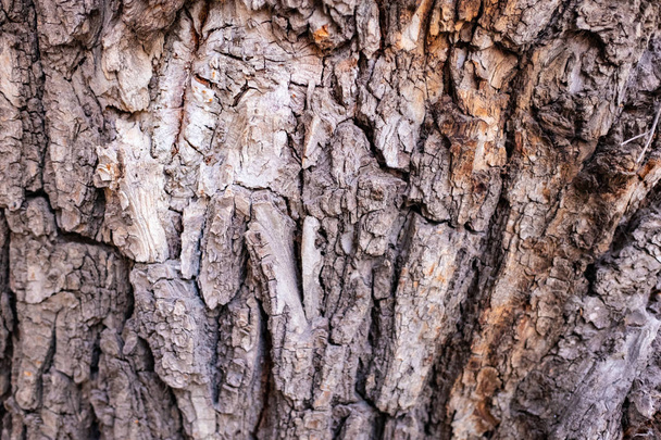 tree bark texture background - Foto, Bild