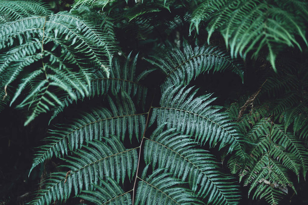 シダの葉葉暗い緑と寒さの詳細 - 写真・画像
