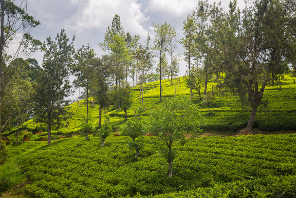 bright Tea plantation in Sri Lanka - Fotó, kép