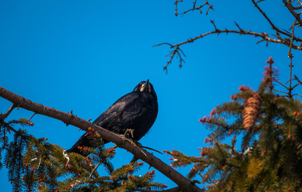 Крючковая птица
 - Фото, изображение